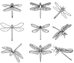  insects dragonflies, set collection, sketch - obrazy, fototapety, plakaty