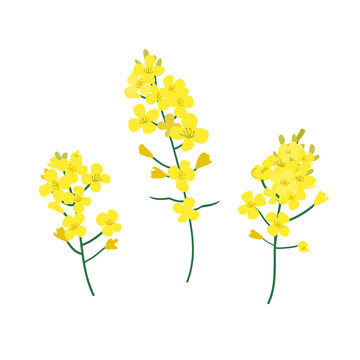 Brassica napus, rapeseed, colza, oil seed, canola vector illustration. The concept of rapeseed oil or honey. Flat vector illustration isolated on white background