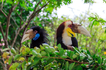 Naklejka premium A hornbill pecked by a large bird