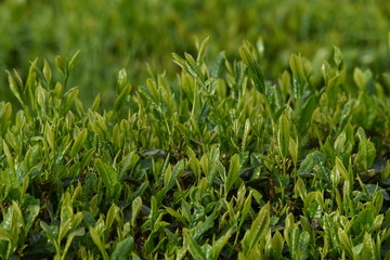 Tea plantation / Japanese traditional industry