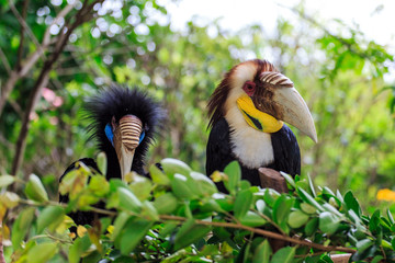 A hornbill pecked by a large bird