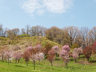 Naklejka premium 荒井山緑地