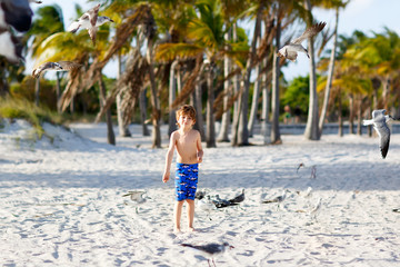 Adorable active little kid boy having fun on Miami beach, Key Biscayne. Happy cute child feeding seagull birds on sunny warm day near palms