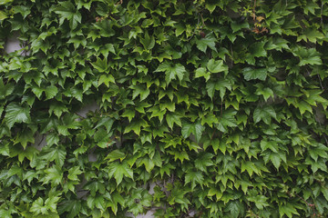 Obraz premium Wall decorated with green ivy leaves. Green city background.