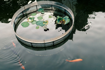colorful carp or koi swimming in fish pond in public park