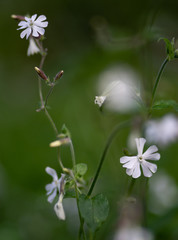 Wild campion flowers