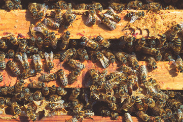 Group of yellow bees on the hive frame Insect in the spring wild nature close-up. Apiary in the meadows. Macrophoto