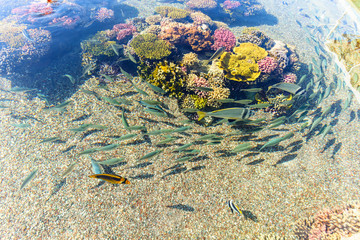 Coral reef in Red sea, Israel.