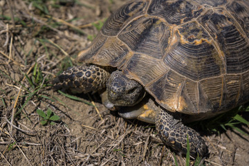 gopher tortoise at Azerbaijan border