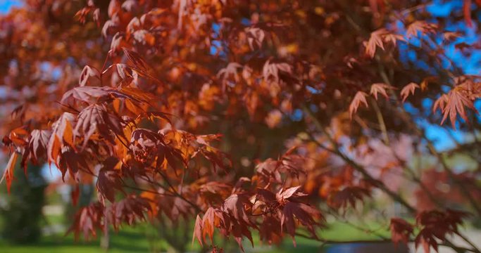 Red maple tree foliage under sunlight background. Red Sunset tree