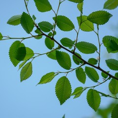 green tree leaves textured in the nature in spring