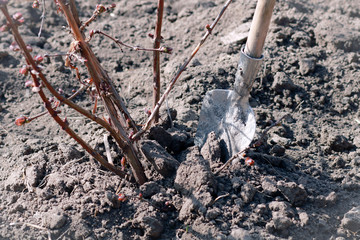 Bush and garden shovel in the ground.