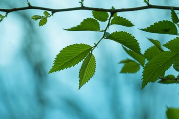 green tree leaves textured in the nature in spring