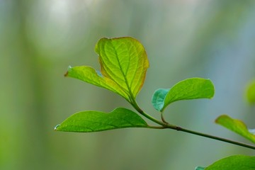 green tree leaves textured in the nature in spring