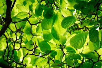 green tree leaves textured in the nature in spring