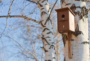 birdhouse on a tree. birdhouse on a birch tree. Birch Grove.