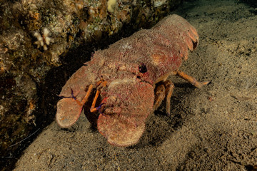 Lobsters in the Red Sea Colorful and beautiful, Eilat Israel