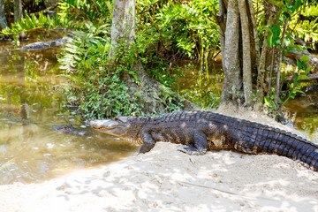 American Alligator in Florida Wetland. Everglades National Park in USA.