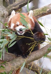 red panda eating bamboo