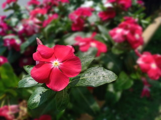 Red watercress