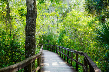 Obraz premium Florida wetland, wooden path trail at Everglades National Park in USA.