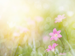  Field of Zephyr lily flowers and green leaves.