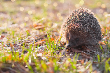 Obraz premium hedgehog in the grass. hedgehog in the autumn forest.