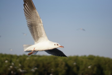 bird