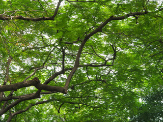 Green leaves and branches of big tree in the park.