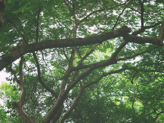Green leaves and branches of big tree in the park.