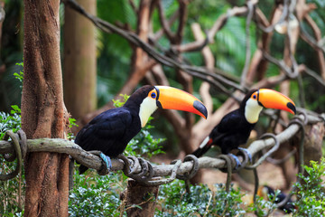 A toucan with a large beak