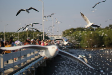 bird