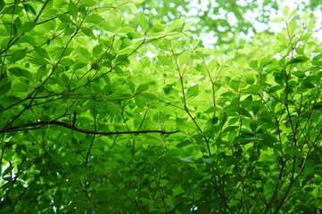 新緑　若葉　葉　透過光