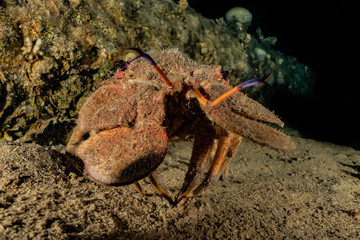 Lobsters in the Red Sea Colorful and beautiful, Eilat Israel