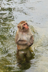 Naklejka premium Clever and lovely little monkey