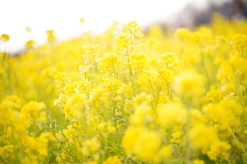 輝く菜の花