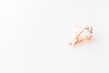Seashells. Top view with copy space.