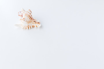 Obraz premium Seashells. Top view with copy space.