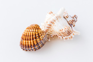 Seashells. Top view with copy space.