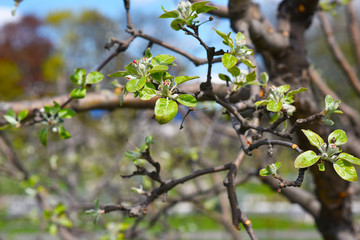 trees blooming with white flowers in the spring garden