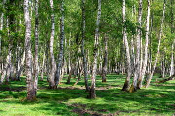Birches in the forest © isabelle dupont