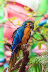 A parrot with brightly colored feathers