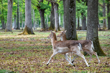 Naklejka na ściany i meble fallow deer in the forest