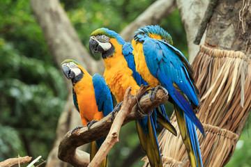 A parrot with brightly colored feathers