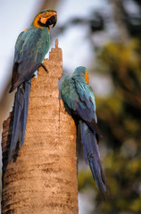 Ara bleu, nid,.Ara ararauna, Blue and yellow Macaw, Tambopata, Amazonie, Perou © JAG IMAGES