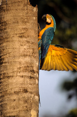 Ara bleu, nid,.Ara ararauna, Blue and yellow Macaw, Tambopata, Amazonie, Perou © JAG IMAGES
