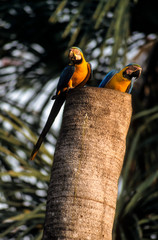 Ara bleu, nid,.Ara ararauna, Blue and yellow Macaw, Tambopata, Amazonie, Perou © JAG IMAGES
