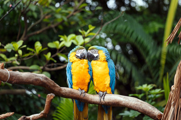 A parrot with brightly colored feathers