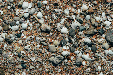 Seashells on the beach