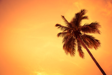 Obraz na płótnie Canvas coconut tree in sunset
